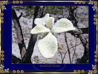 Flor-do-pau  Wunderlichia mirabilis 