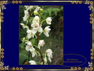 Orchidaceae  Koellensteinia tricolor 