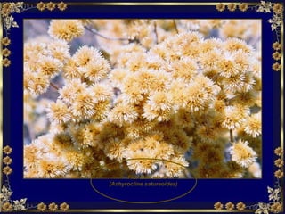 Flor Marcela (Achyrocline satureoides)   