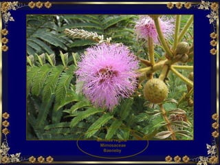 Mimosa regina  Mimosaceae Baeneby 