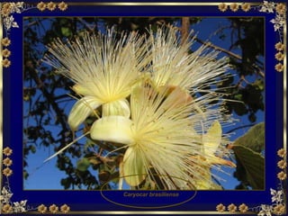 Pequi  Caryocar brasiliense 