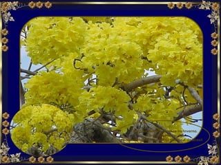 Tabebuia vellosoi  floresce no Inverno. A flor do Ipê Amarelo é mencionada como a Flor Nacional do Brasil.     