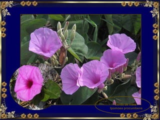 Corda de viola  Ipomoea procumbens 
