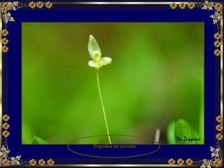 Orquídea do cerrado 