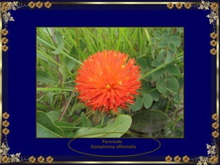 Para-tudo  Gomphrena officinalis 