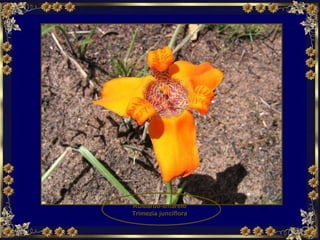 Ruibarbo-amarelo  Trimezia junciflora 