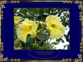 Pau Terra da Folha Larga  Qualea grandiflora 