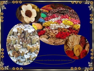 Artesanato com flores do cerrado (sempre vivas).        