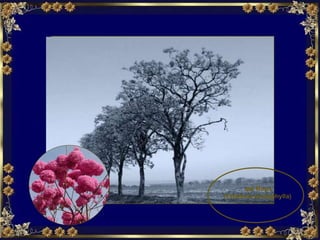 Ipê Rosa (Tabebuia pentaphylla)   