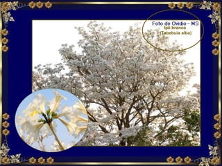 Ipê branco (Tabebuia alba) 