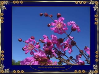 Roxinha, Pau-de-rosas, Pau-rosa, Cega-machado  Physocalymma Scaberrimum 