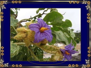 Lobeira, fruta-lobo  Solanum lycocarpum 