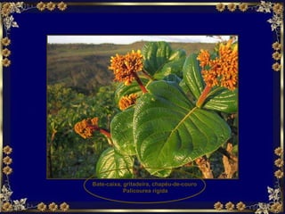 Bate-caixa, gritadeira, chapéu-de-couro  Palicourea rigida 