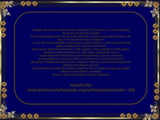 A região do Cerrado no Brasil que comporta 21% do país, é a maior extensão  de savana na América do Sul. Com uma estação sem chuvas muito definida, suporta uma carga de seca e de  fogo, mas há plantas que se adaptam - e que não se reproduzem noutro lugar se deslocadas - e uma surpreendente  gama de pássaros. Grandes mamíferos tais como o tamanduá-bandeira, o tatu gigante, onça-pintada e o lobo-guará,  também ainda sobrevivem aí, mas estão competindo com a rápida expansão da fronteira agrícola brasileira, que se concentra  primordialmente na soja e milho e, ultimamente, no cultivo da cana de açúcar. Criação de gado é outra ameaça à região, já que comporta quase 40  milhões de cabeças por ano. As plantas do Cerrado têm raízes longas de forma a lutar por água na região  inferior e suas folhas, sementes, flores e raízes são usadas na flora medicinal. textoFonte: www.biodiversityhotspots.org/xp/Hotspots/cerrado - 24k 