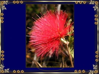 Calliandra dysantha 