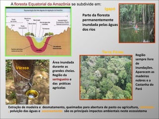 A floresta Equatorial da Amazônia se subdivide em:

Igapó
Parte da floresta
permanentemente
inundada pelas águas
dos rios

Terra Firme

Várzea

Área inundada
durante as
grandes cheias.
Região da
seringueira e
das práticas
agrícolas

Região
sempre livre
de
inundações.
Aparecem as
madeiras
nobres e a
Castanha do
Pará

Extração de madeira e desmatamento, queimadas para abertura de pasto ou agricultura, Lixiviação
, poluição das águas e assoreamento são os principais impactos ambientais neste ecossistema

 