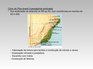 Ciclo do Pau-brasil (caesalpinia echinata)
• Sua exploração se estendia do RN ao RJ, com ocorrências em trechos de
GO e MG
- Fabricação de tintura para tecidos e construção de móveis e navios
- Exploração nômade e predatória.
- Escambo com índios.
- Construção de feitorias
 