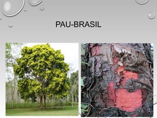 PAU-BRASIL
 