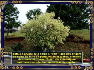 Esta é a árvore cujo nome é “Tília”, que deu origem ao nome do livro do poeta Wilhelm Weber, e depois da cidade de “Treze Tílias”. Ela é de origem austríaca e se adaptou muito bem na região... 