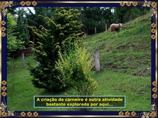 A criação de carneiro é outra atividade bastante explorada por aqui... 