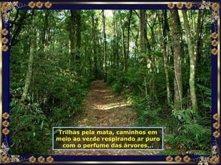 Trilhas pela mata, caminhos em meio ao verde respirando ar puro com o perfume das árvores... 