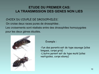 ETUDE DU PREMIER CAS: LA TRANSMISSION DES GENES NON LIES   CHOIX DU COUPLE DE DROSOPHILES : On croise deux races pures de drosophiles . Les croisements sont réalisés entre des drosophiles homozygotes pour les deux gènes étudiés. Exemple : l’un des parents est de type sauvage (ailes longues, corps gris)  L’autre parent est de type muté (ailes vestigiales, corps ebony) 