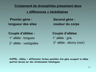 Croisement de drosophiles présentant deux « différences » héréditaires   Premier gène : longueur des ailes  Couple d’allèles : 1° allèle : longues 2° allèle : vestigiales   Second gène : couleur du corps Couple d’allèles 1° allèle : gris  2° allèle : ebony (noir) RAPPEL: Allèles = différentes formes possibles d’un gène occupant la même position (locus) sur des chromosomes homologues.   