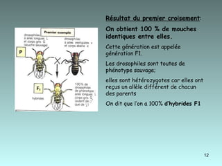 Résultat du premier croisement : On obtient 100 % de mouches identiques entre elles.   Cette génération est appelée génération F1. Les drosophiles sont toutes de phénotype sauvage; elles sont hétérozygotes car elles ont reçus un allèle différent de chacun des parents On dit que l’on a 100%  d’hybrides F1 