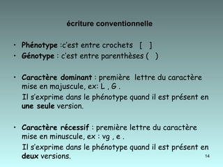 écriture conventionnelle   Phénotype  :c’est entre crochets  [  ] Génotype  : c’est entre parenthèses (  )  Caractère dominant  : première  lettre du caractère mise en majuscule, ex: L , G . Il s’exprime dans le phénotype quand il est présent en  une seule  version. Caractère récessif  : première lettre du caractère mise en minuscule, ex : vg , e . Il s’exprime dans le phénotype quand il est présent en  deux  versions.  