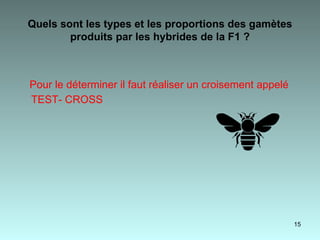 Quels sont les types et les proportions des gamètes produits par les hybrides de la F1 ? Pour le déterminer il faut réaliser un croisement appelé TEST- CROSS   