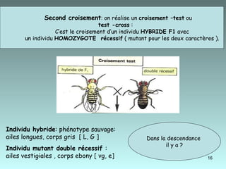 Second croisement :  on réalise un  croisement –test  ou  test -cross  : C’est le croisement d’un individu  HYBRIDE F1  avec un individu  HOMOZYGOTE  récessif  ( mutant pour les deux caractères ). Individu hybride : phénotype sauvage: ailes longues, corps gris  [ L, G ]  Individu mutant double récessif  : ailes vestigiales , corps ebony [ vg, e]  Dans la descendance  il y a ? 