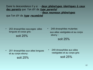 Dans la descendance il y a:  -  deux phénotypes identiques à ceux des parents  que  l’on dit de  type parental   -  deux nouveaux phénotypes   que l’on dit de  type   recombiné 248 drosophiles mutantes aux ailes vestigiales et au corps ebony : soit 25% 251 drosophiles aux ailes longues et au corps ebony: soit 25% 249 drosophiles aux ailes vestigiales et au corps gris: soit 25% 253 drosophiles sauvages :ailes longues et corps gris: soit 25% 