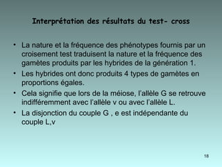 Interprétation des résultats du test- cross La nature et la fréquence des phénotypes fournis par un croisement test traduisent la nature et la fréquence des gamètes produits par les hybrides de la génération 1. Les hybrides ont donc produits 4 types de gamètes en proportions égales. Cela signifie que lors de la méiose, l’allèle G se retrouve indifféremment avec l’allèle v ou avec l’allèle L. La disjonction du couple G , e est indépendante du couple L,v 