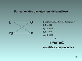 Formation des gamètes lors de la méiose   L  G  vg  e  Gamètes formés lors de la méiose : L,G : 25% vg ,e :25%  L,e : 25% vg, G :25% soit  4 fois 25%  quantités équiprobables   