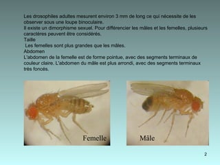 Femelle Mâle Les drosophiles adultes mesurent environ 3 mm de long ce qui nécessite de les observer sous une loupe binoculaire. Il existe un dimorphisme sexuel. Pour différencier les mâles et les femelles, plusieurs caractères peuvent être considérés. Taille Les femelles sont plus grandes que les mâles. Abdomen L'abdomen de la femelle est de forme pointue, avec des segments terminaux de couleur claire. L'abdomen du mâle est plus arrondi, avec des segments terminaux  très foncés.   