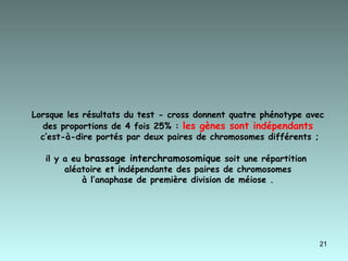 Lorsque les résultats du test - cross donnent quatre phénotype avec des proportions de 4 fois 25% :  les gènes sont indépendants  c’est-à-dire portés par deux paires de chromosomes différents ; il y a eu  brassage interchramosomique  soit une répartition  aléatoire et indépendante des paires de chromosomes à l’anaphase de première division de méiose . 