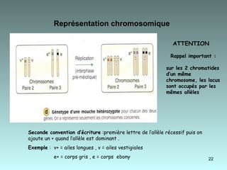 Représentation chromosomique   Seconde convention d’écriture  :première lettre de l’allèle récessif puis on ajoute un + quand l’allèle est dominant . Exemple  :  v+ = ailes longues , v = ailes vestigiales  e+ = corps gris , e = corps  ebony  ATTENTION Rappel important : sur les 2 chromatides  d’un même  chromosome, les locus sont occupés par les mêmes allèles  