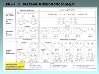 BILAN  DU BRASSAGE INTERCHROMOSOMIQUE  