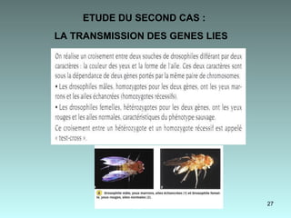 ETUDE DU SECOND CAS :  LA TRANSMISSION DES GENES LIES   