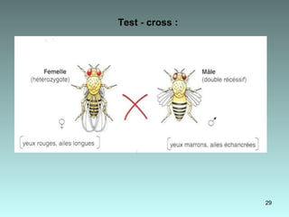 Test - cross : 