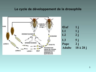 Le cycle de développement de la drosophile   Œuf  1 j L1   1 j L2   2 j L3   5 j  Pupe  2 j Adulte  18 à 28 j 