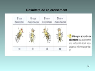 Résultats de ce croisement   