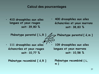 Calcul des pourcentages   410 drosophiles aux ailes  longues et yeux rouges soit: 39,80 % Phénotype parental [ L,R ] 400 drosophiles aux ailes échancrées et yeux marrons  soit: 38,83 % Phénotype parental   [ é,m ] 111 drosophiles aux ailes  échancrées et yeux rouges soit: 10,77 %  Phénotype recombiné [ é,R ]  109 drosophiles aux ailes  longues et yeux marrons  soit: 10,58 %  Phénotype recombiné  [ L, m ] 