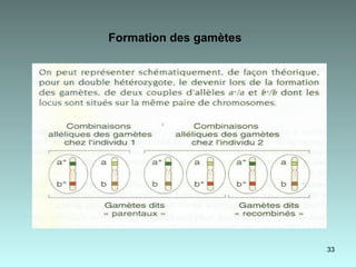 Formation des gamètes   