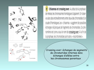 Crossing-over: échanges de segments de chromatides internes donc  échanges d’allèles entre  les chromosomes parentaux  