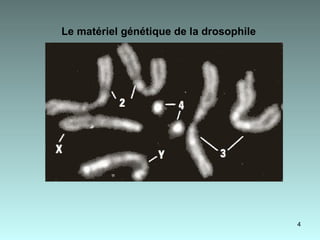 Le matériel génétique de la drosophile   
