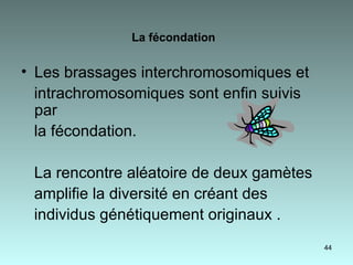 La fécondation   Les brassages interchromosomiques et intrachromosomiques sont enfin suivis  par la fécondation. La rencontre aléatoire de deux gamètes amplifie la diversité en créant des  individus génétiquement originaux .  