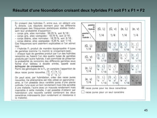 Résultat d’une fécondation croisant deux hybrides F1 soit F1 x F1 = F2   