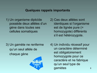 Quelques rappels importants   1) Un organisme diploïde  possède deux allèles d’un gène dans toutes ses cellules somatiques  2) Ces deux allèles sont identiques si l’organisme est de lignée pure (= homozygote) différents s’il est hétérozygote. 3) Un gamète ne renferme qu’un seul allèle de  chaque gène  4) Un individu récessif pour un caractère déterminé est obligatoirement homozygote pour ce caractère et ne fabrique qu’un seul type de gamètes  