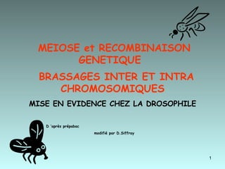 MEIOSE et RECOMBINAISON GENETIQUE  BRASSAGES INTER ET INTRA CHROMOSOMIQUES   MISE EN EVIDENCE CHEZ LA DROSOPHILE  D ’après prépabac  modifié par D.Siffray 